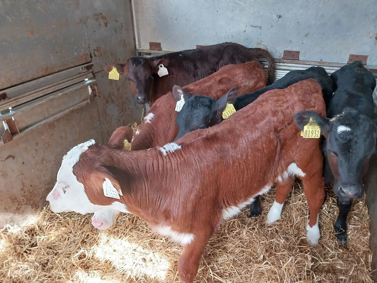 SUPER BB HEIFER CALF. - Image 2