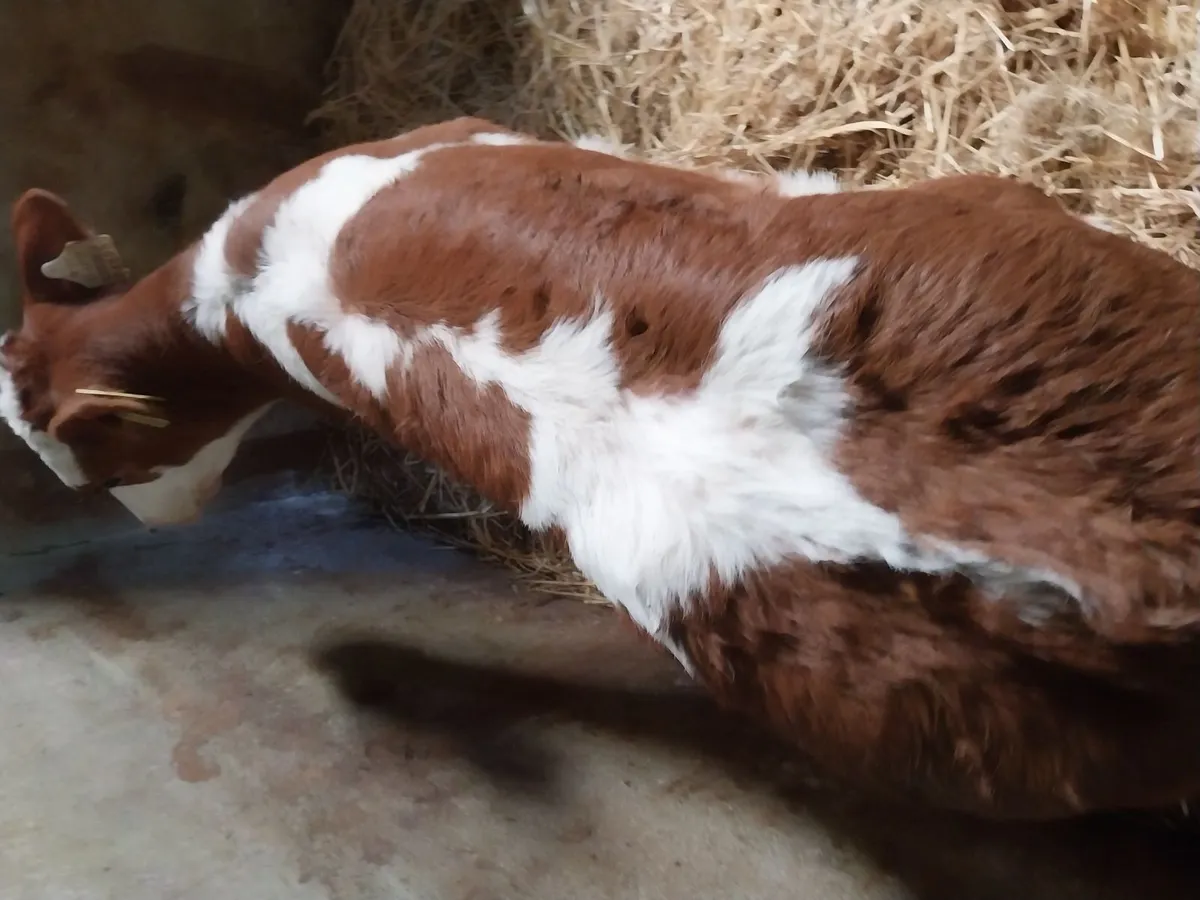 SUPER BB HEIFER CALF. - Image 3
