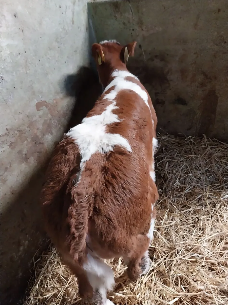 SUPER BB HEIFER CALF. - Image 1