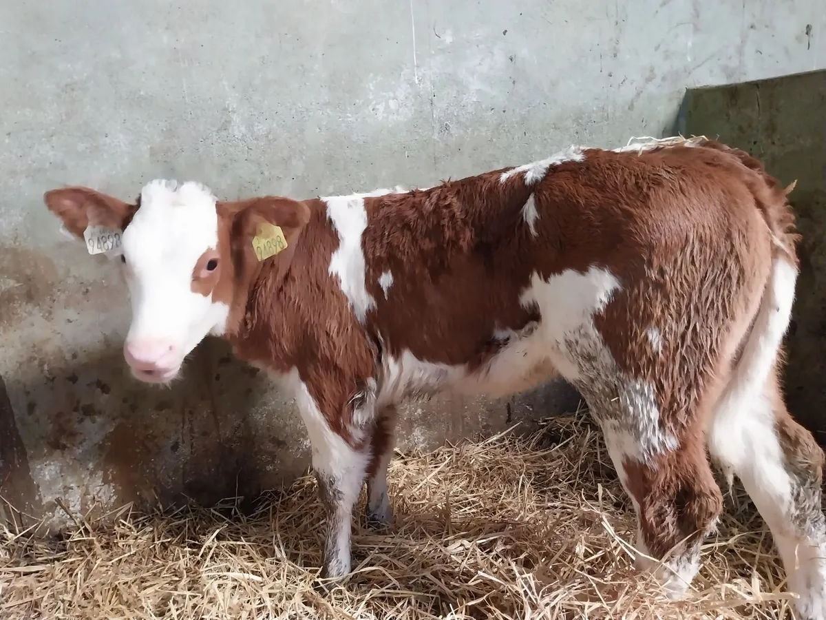 SUPER BB HEIFER CALF. - Image 4