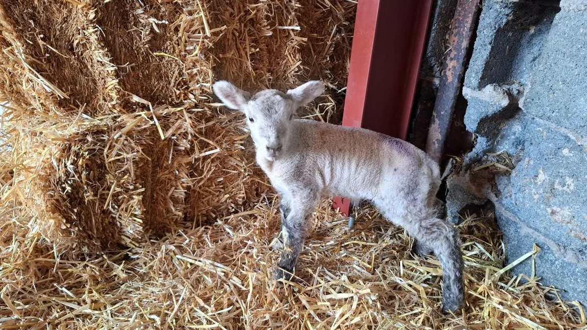 Foster lamb