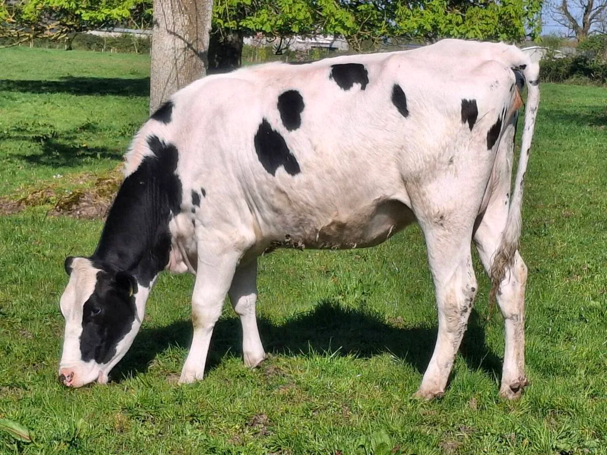 Springing Heifer Ballivor Herd - Image 1