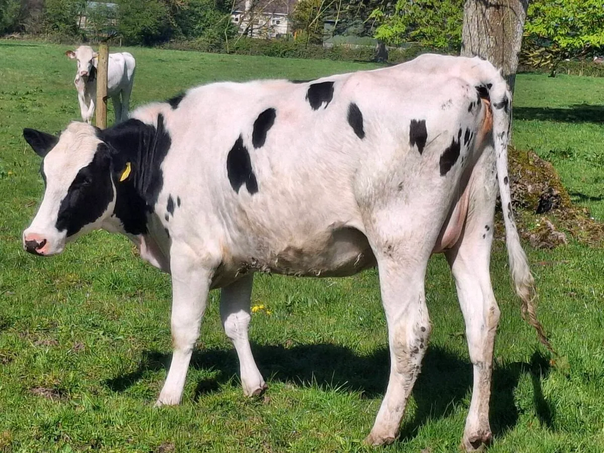 Springing Heifer Ballivor Herd - Image 3