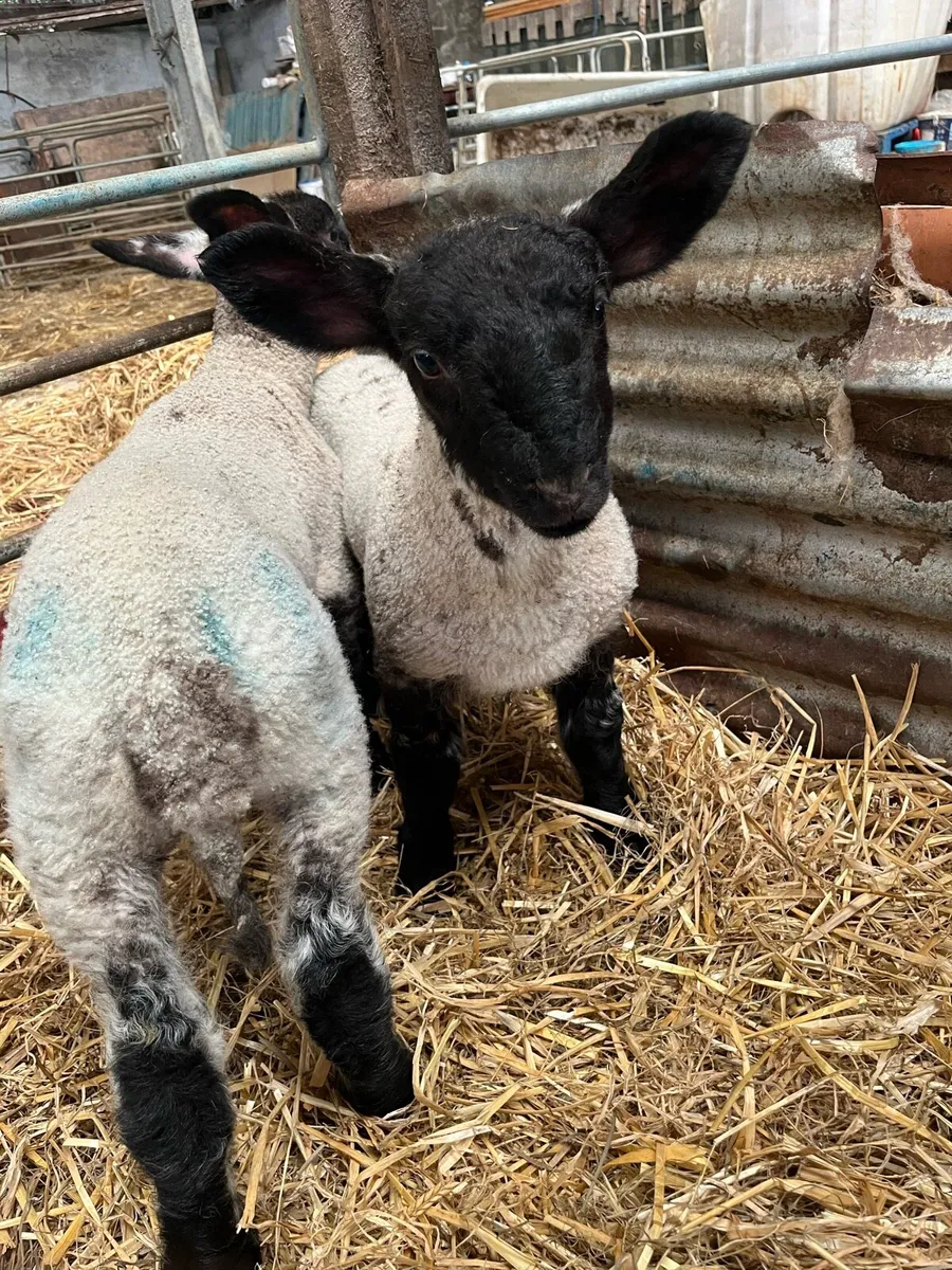 Pet lambs - Image 1