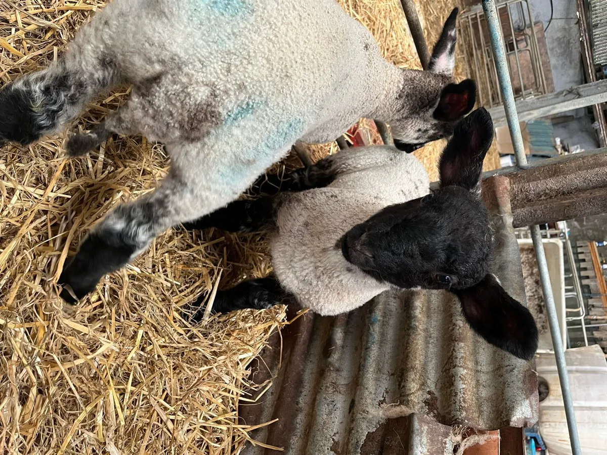 Pet lambs - Image 2