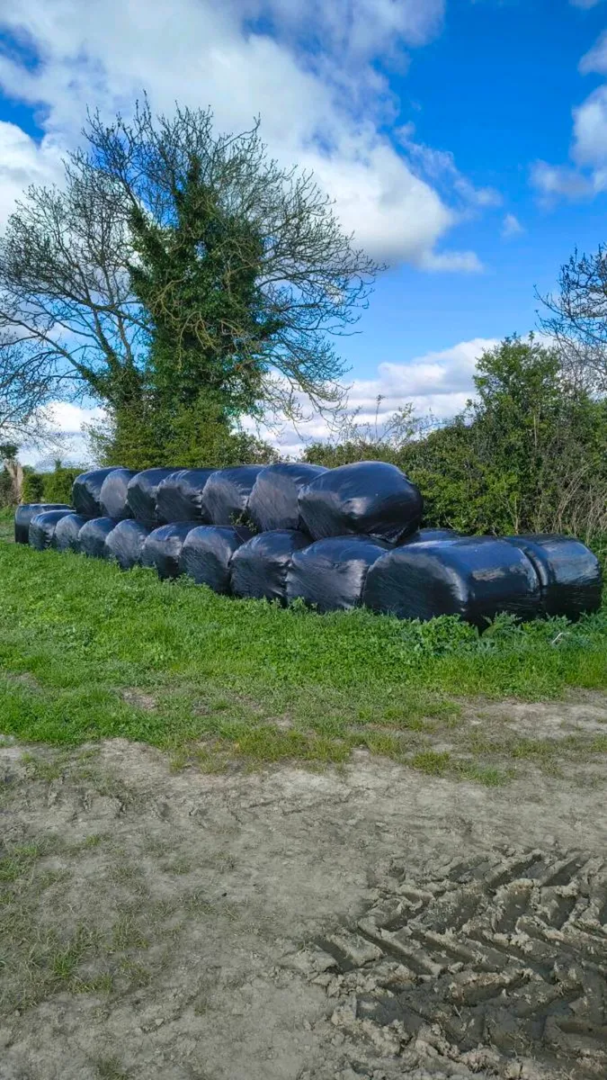 Silage - Image 2