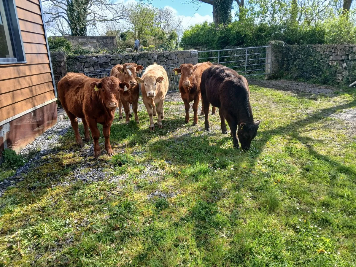 Organic heifers - Image 1