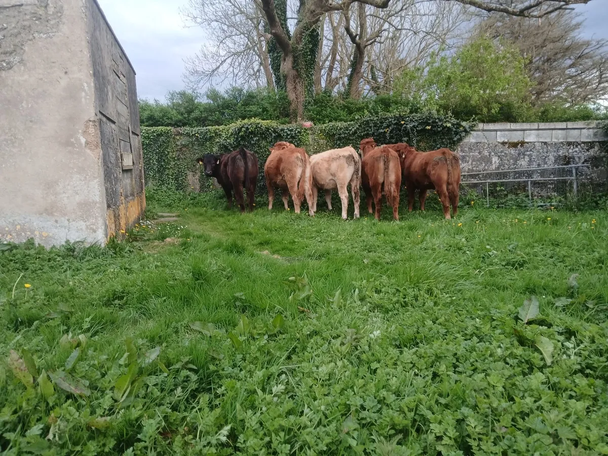 Organic heifers - Image 2