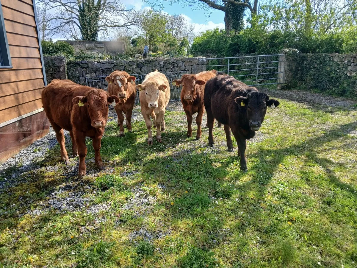 Organic heifers - Image 3