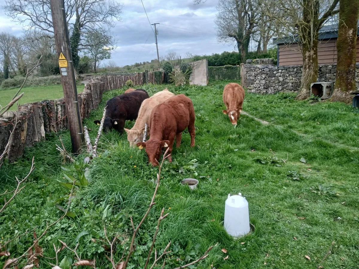 Organic heifers - Image 4