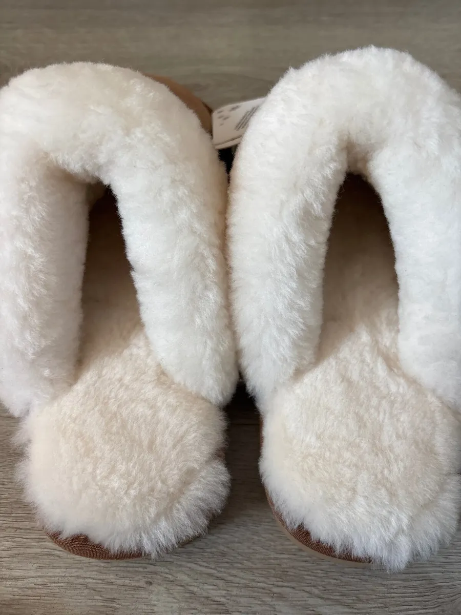 UGG Australian shephead - Image 4