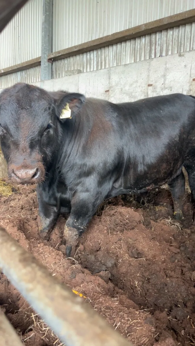 Pedigree Angus Bull - Image 3