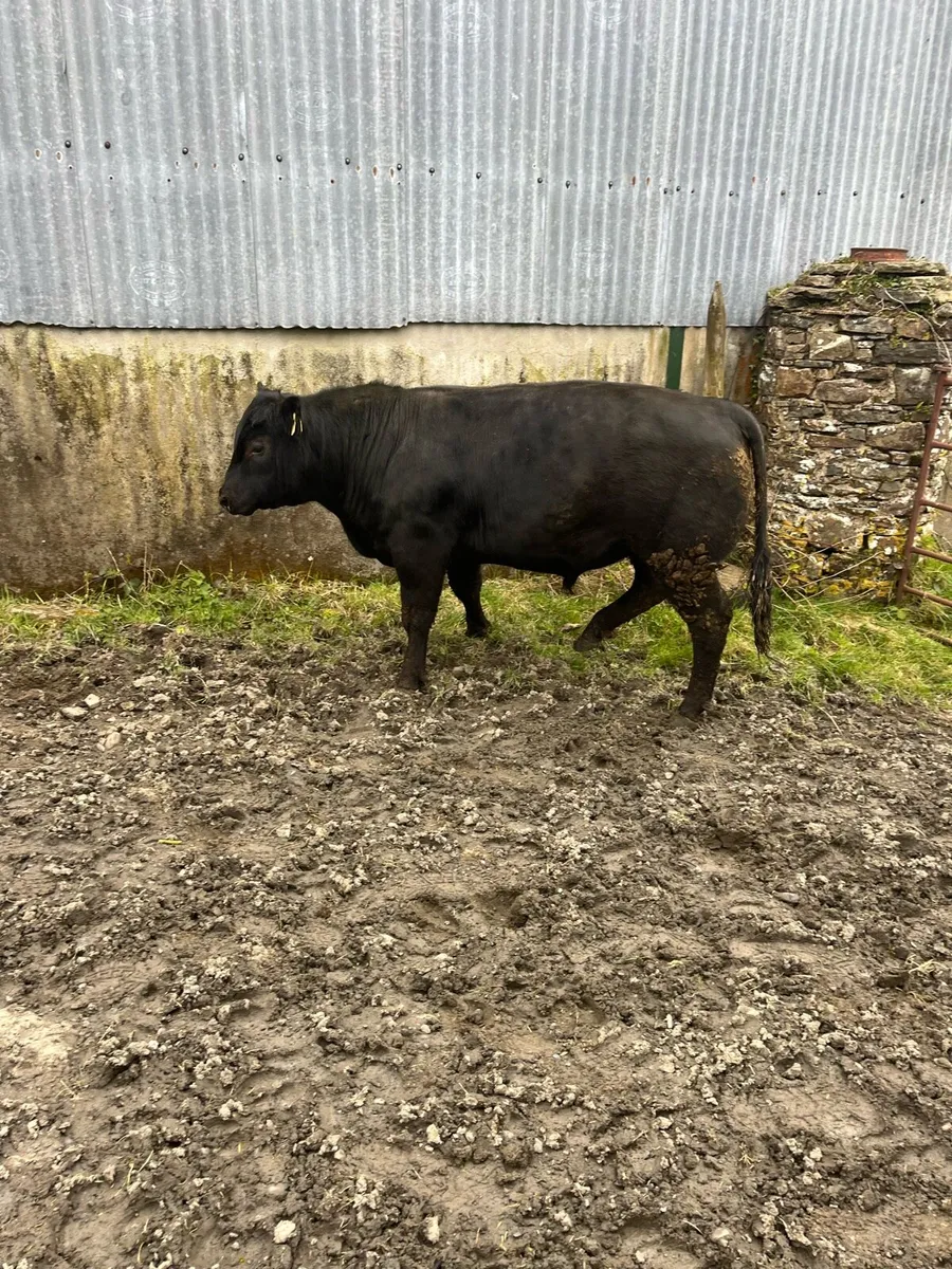 Pedigree Angus Bull - Image 4