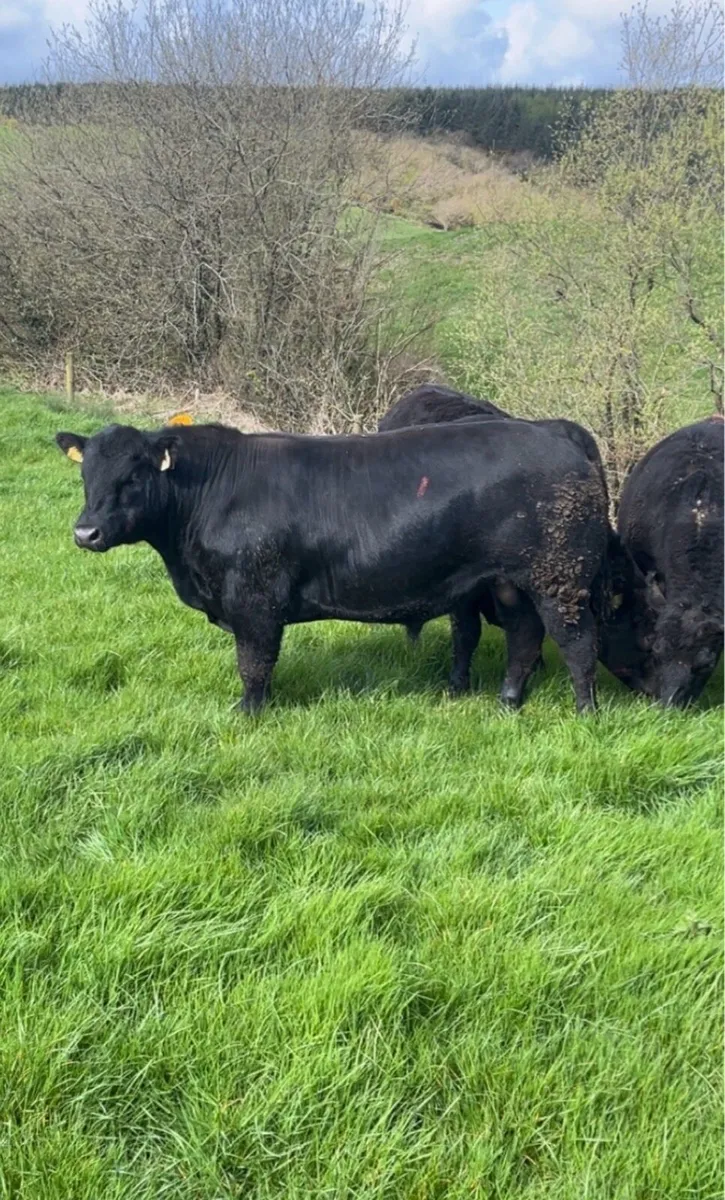 Pedigree Angus Bull - Image 1