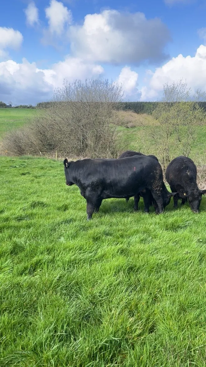 Pedigree Angus Bull - Image 2