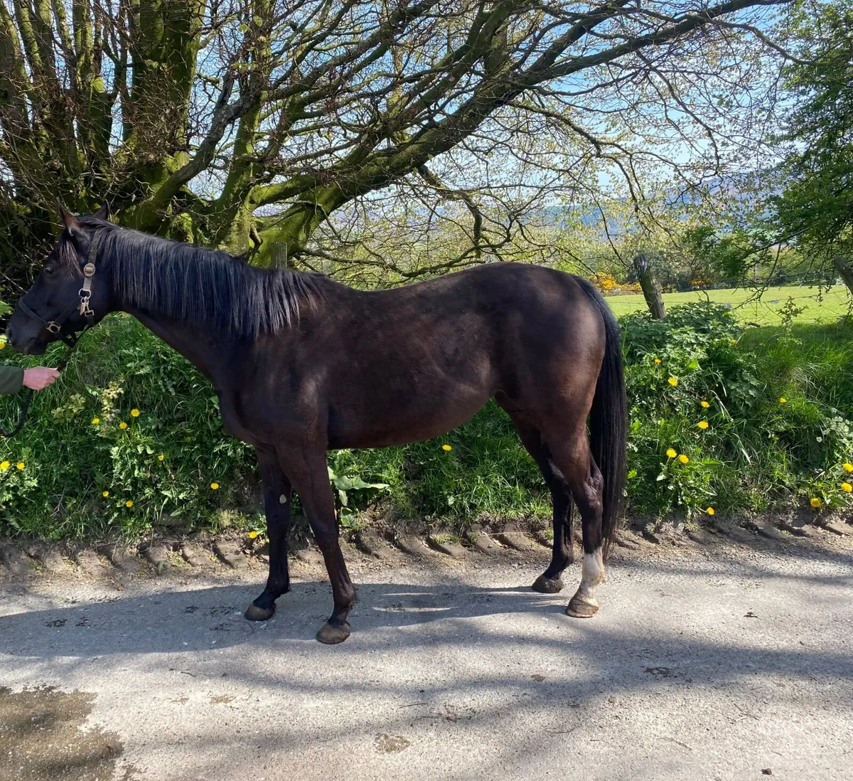 *2 time winning mare for sale* - Image 4