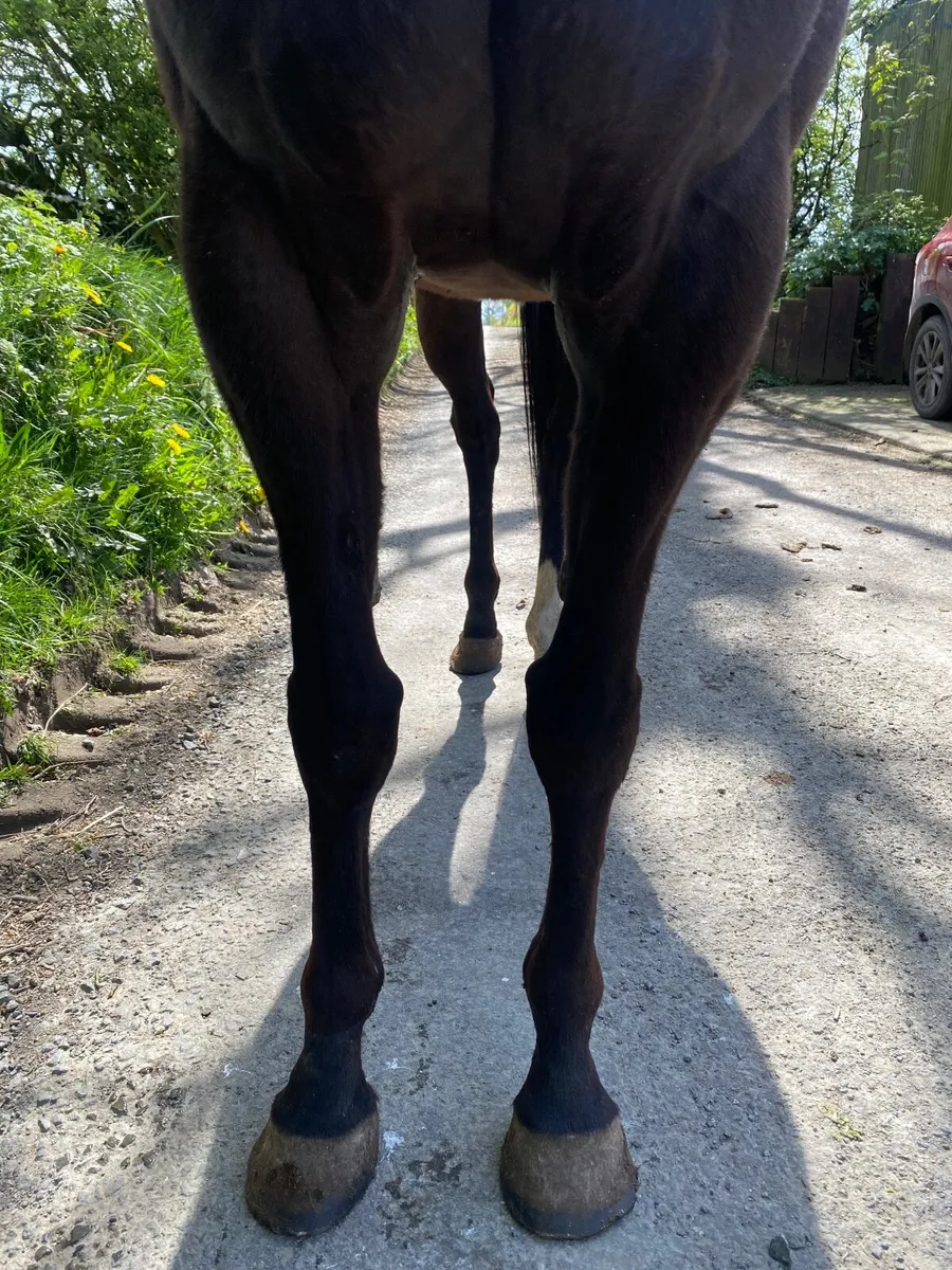 *2 time winning mare for sale* - Image 3