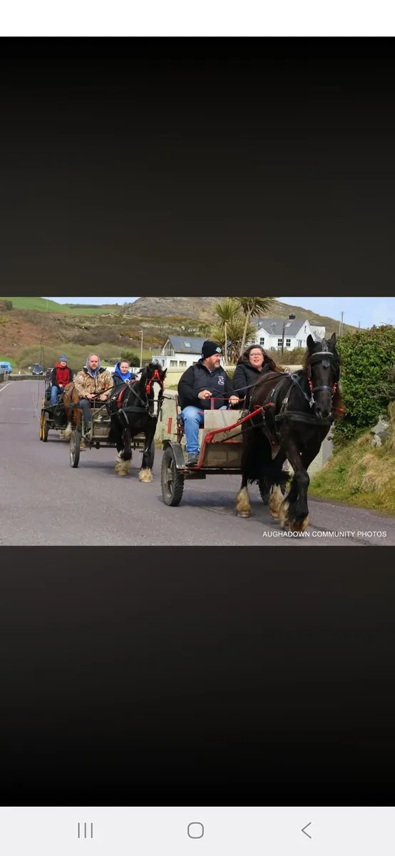 Driving cob gelding 4 year old - Image 4