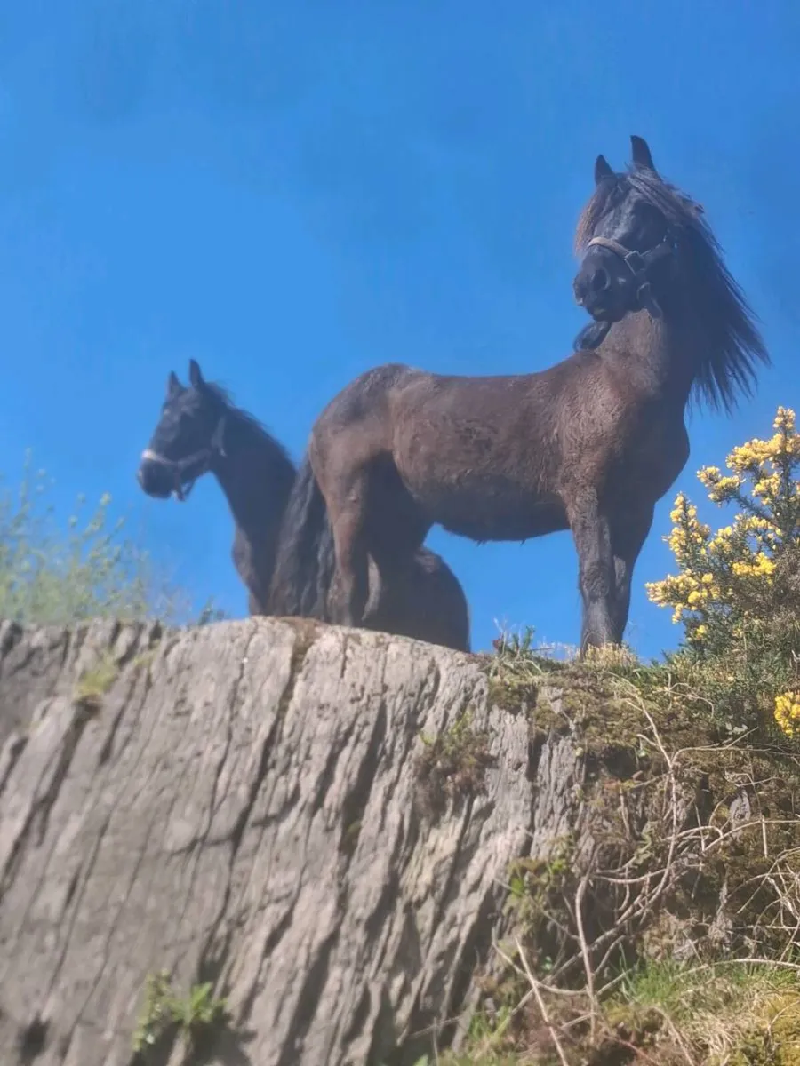 Driving cob gelding 4 year old - Image 3