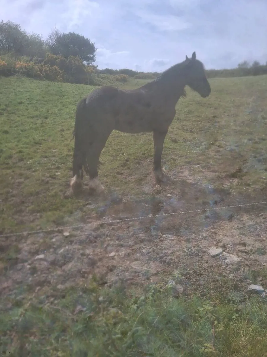 Driving cob gelding 4 year old - Image 2