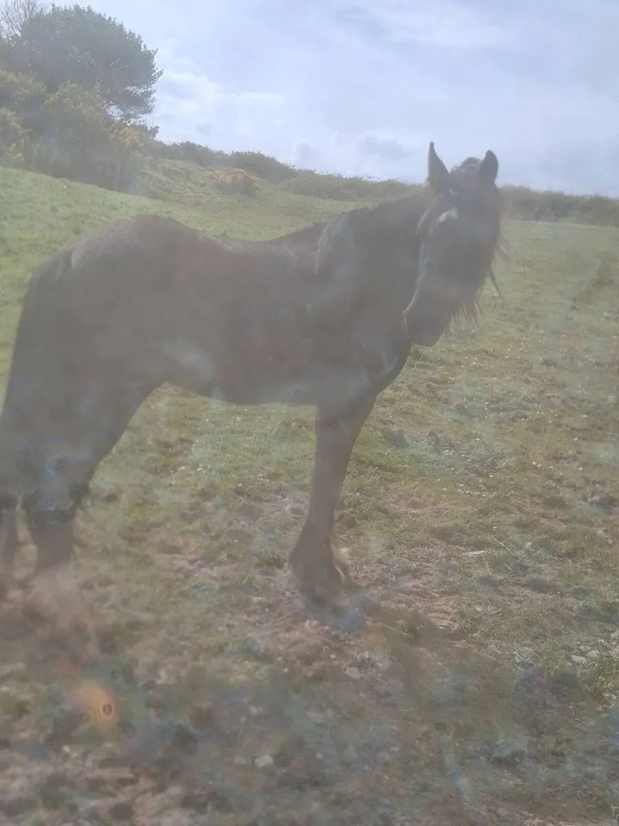 Driving cob gelding 4 year old - Image 3