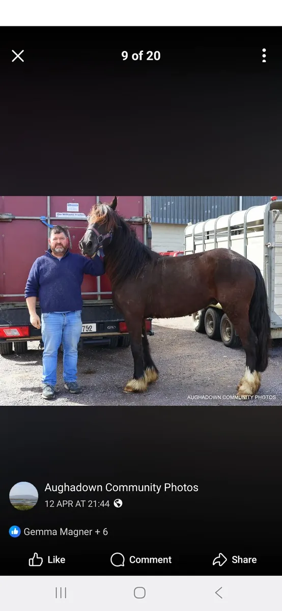 Driving cob gelding 4 year old - Image 1