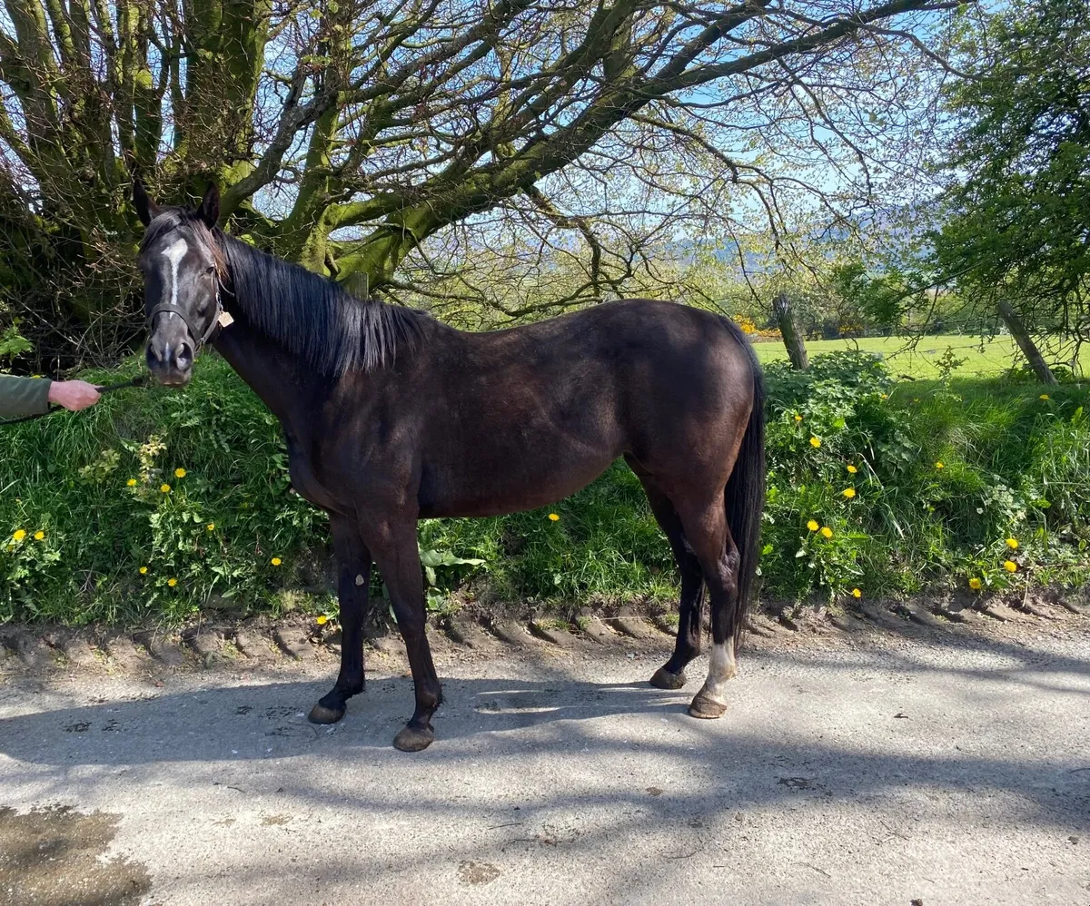 *2 time winning mare for sale* - Image 1