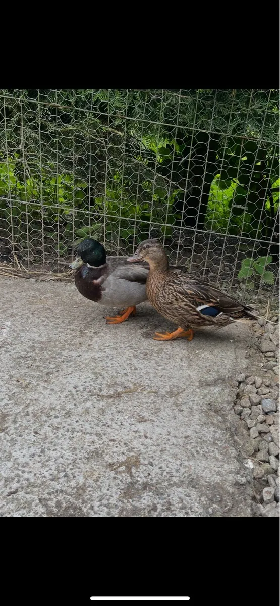 Call ducks - Image 1