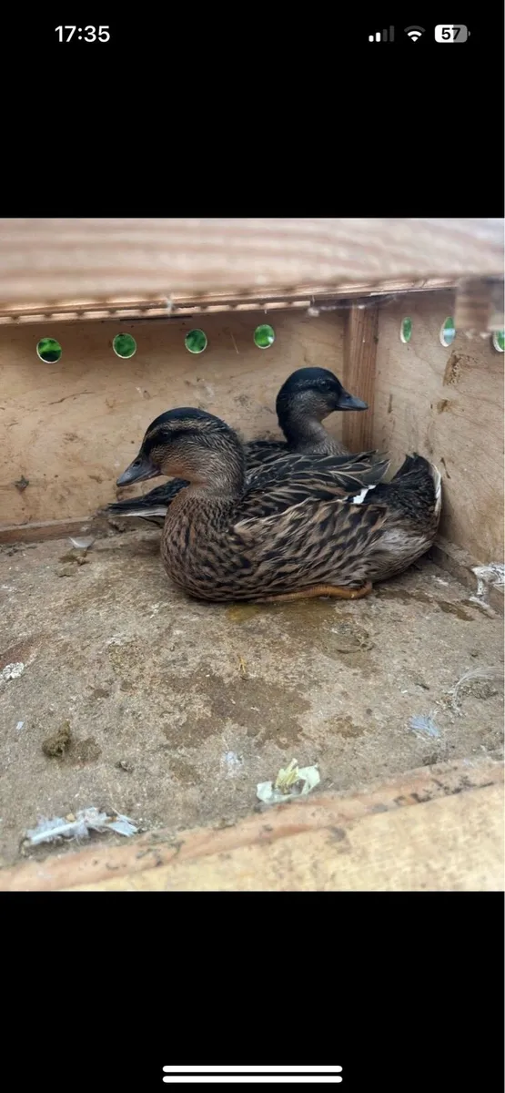 Call ducks - Image 3