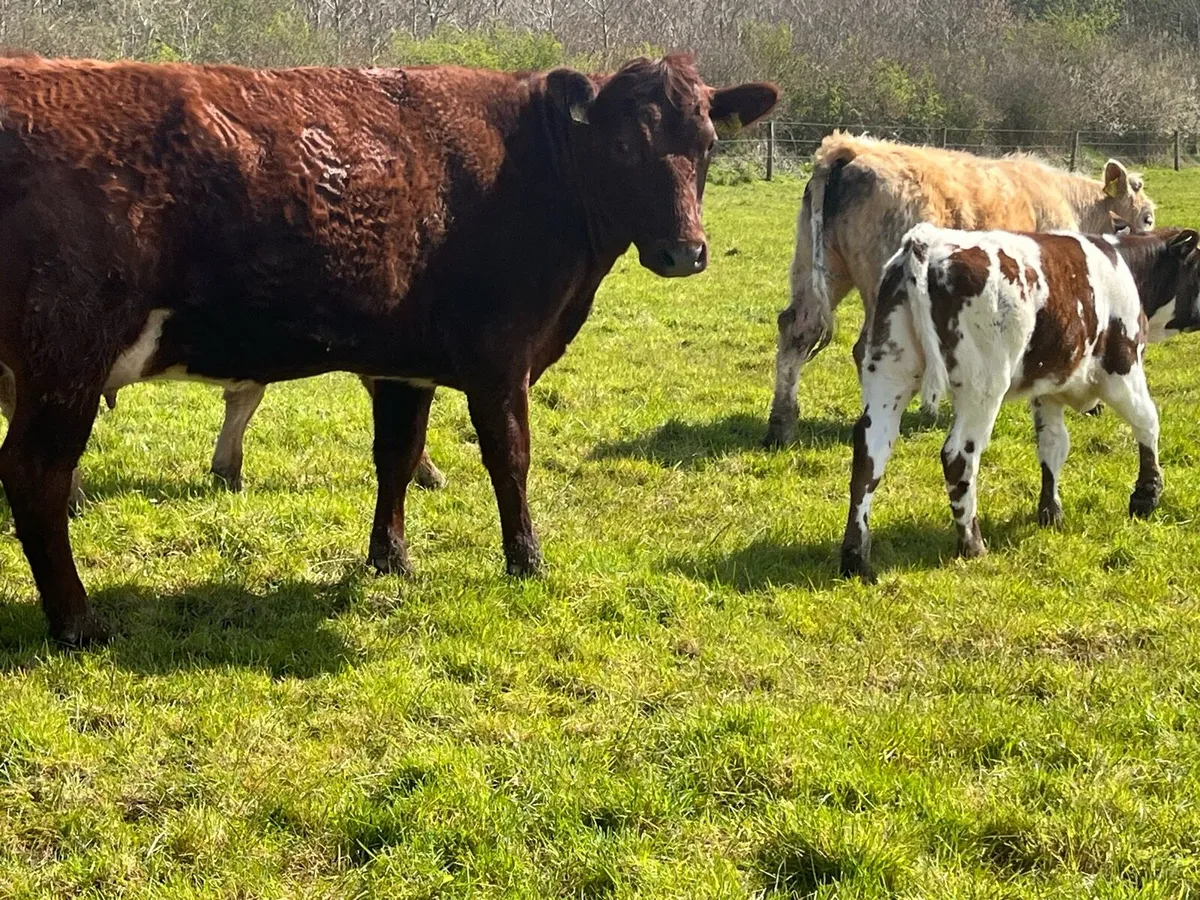 Cow & calf - Image 1