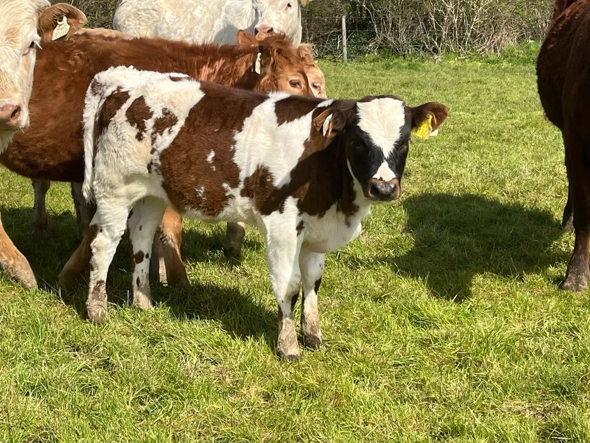 Cow & calf - Image 2