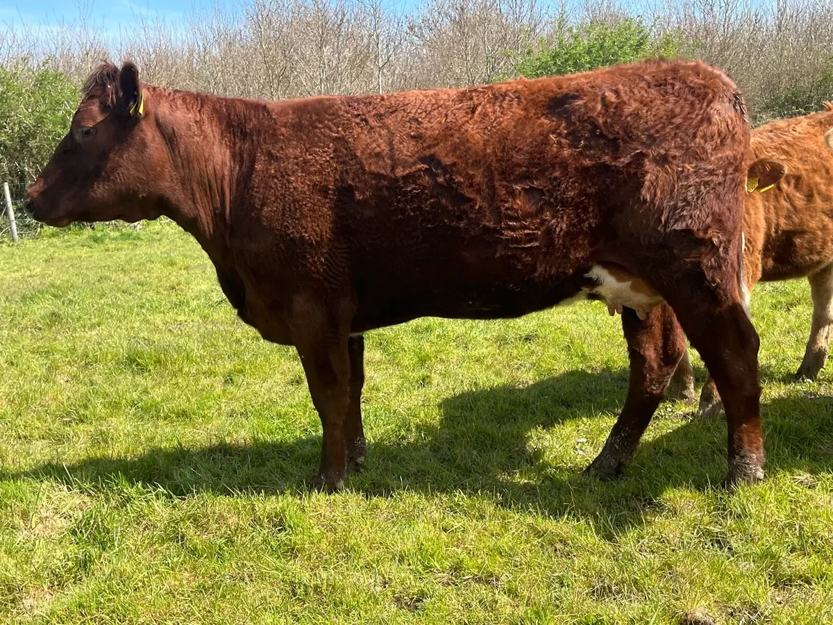 Cow & calf - Image 3