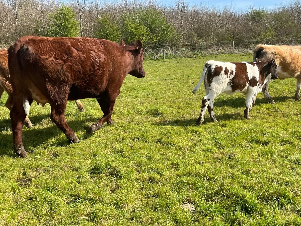 Cow & calf - Image 4