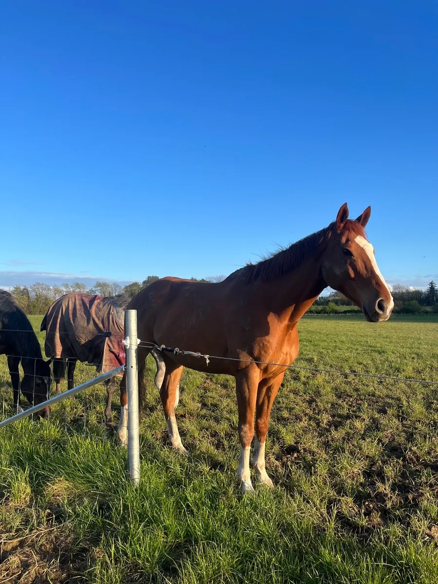 Full Livery co Meath - Image 4