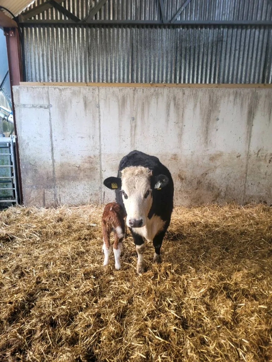 Suckler heifer and calf - Image 3