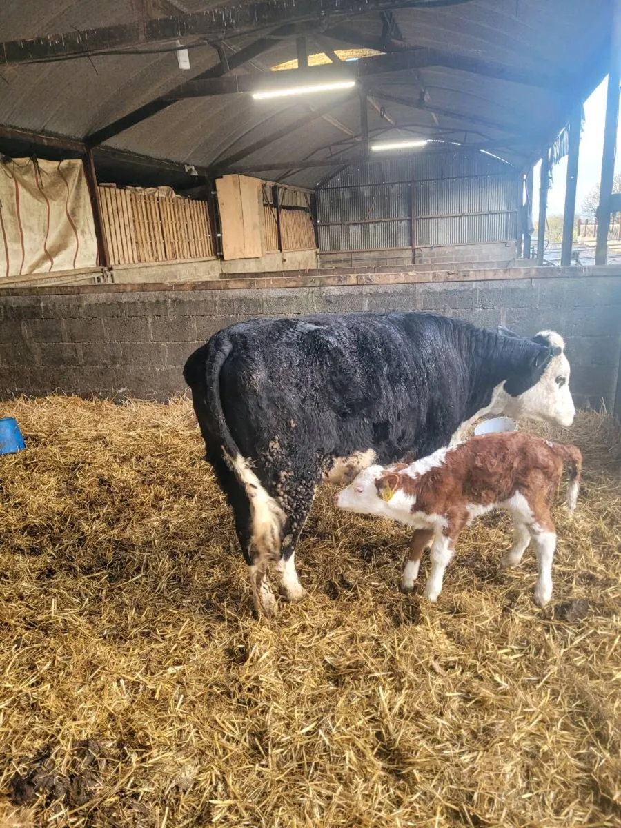 Suckler heifer and calf - Image 4