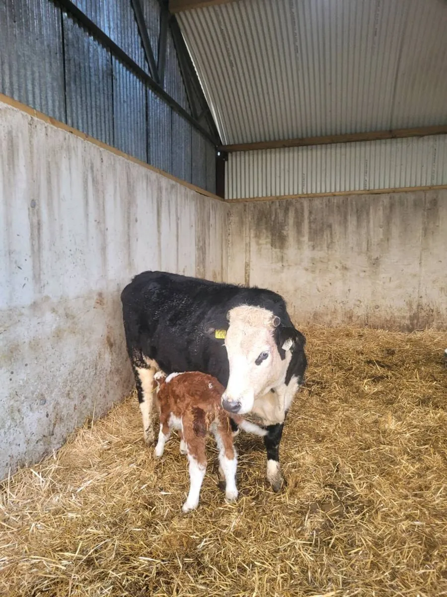 Suckler heifer and calf - Image 1