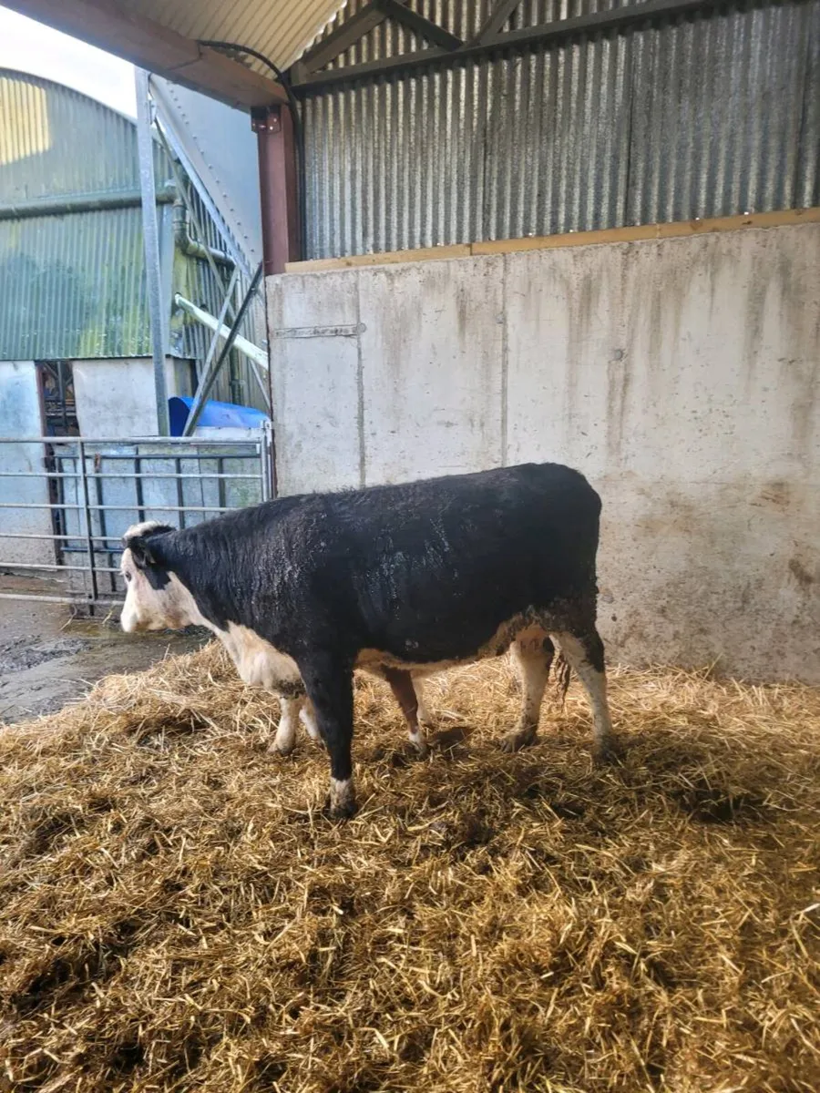 Suckler heifer and calf - Image 2