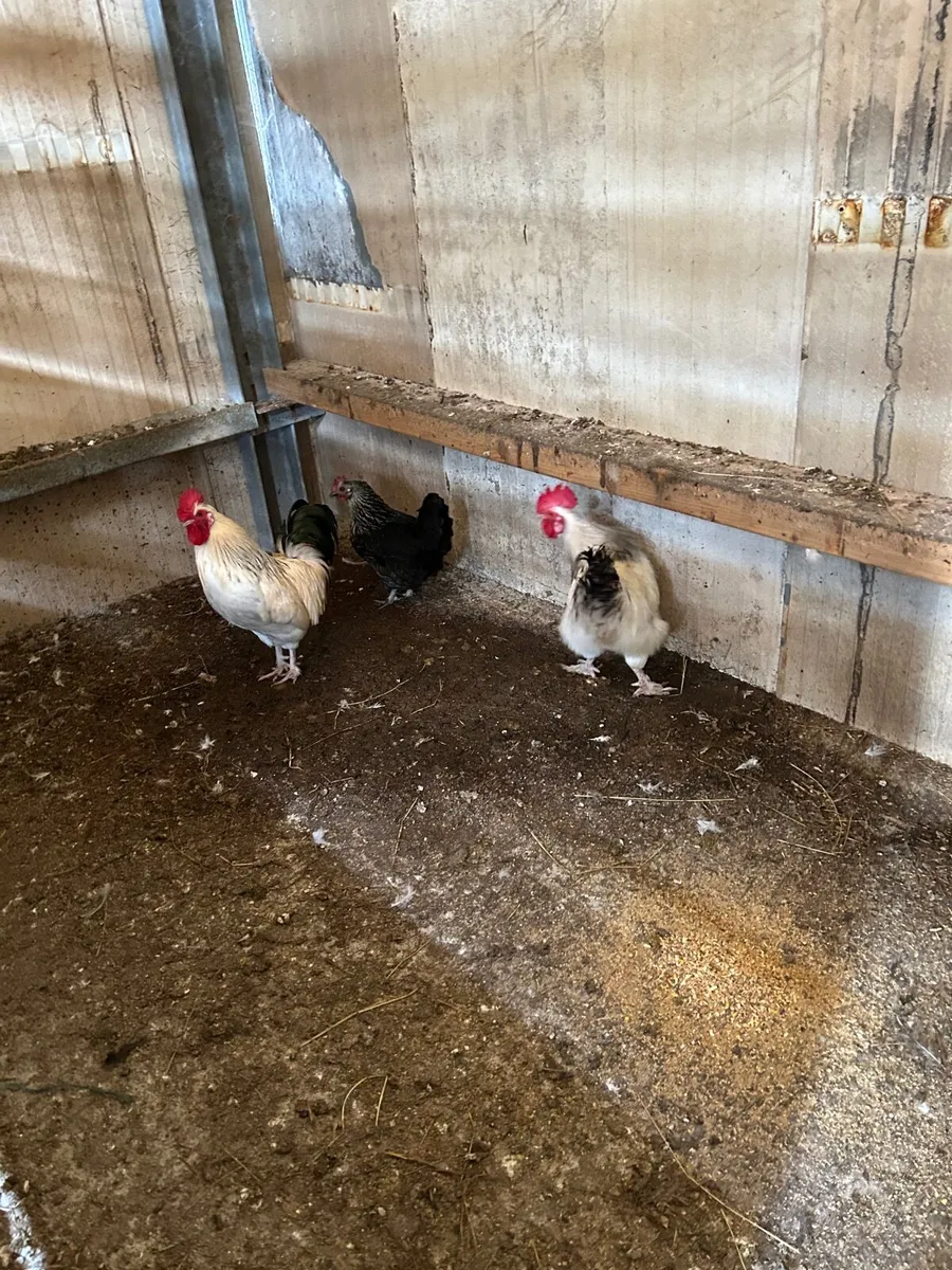 Silkie Roosters - Image 1