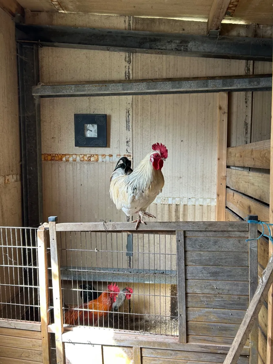 Silkie Roosters - Image 2