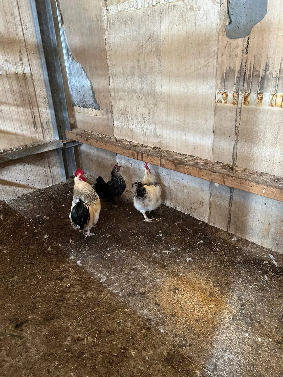 Silkie Roosters - Image 3