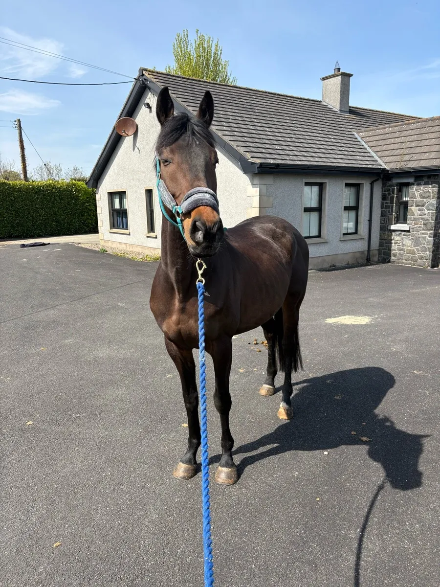 16hh 7yr old Gelding - Image 1