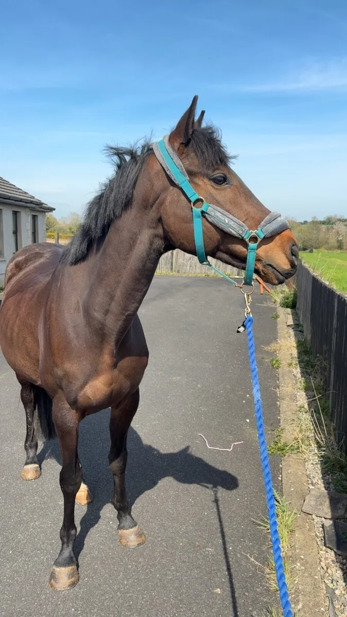 16hh 7yr old Gelding - Image 3