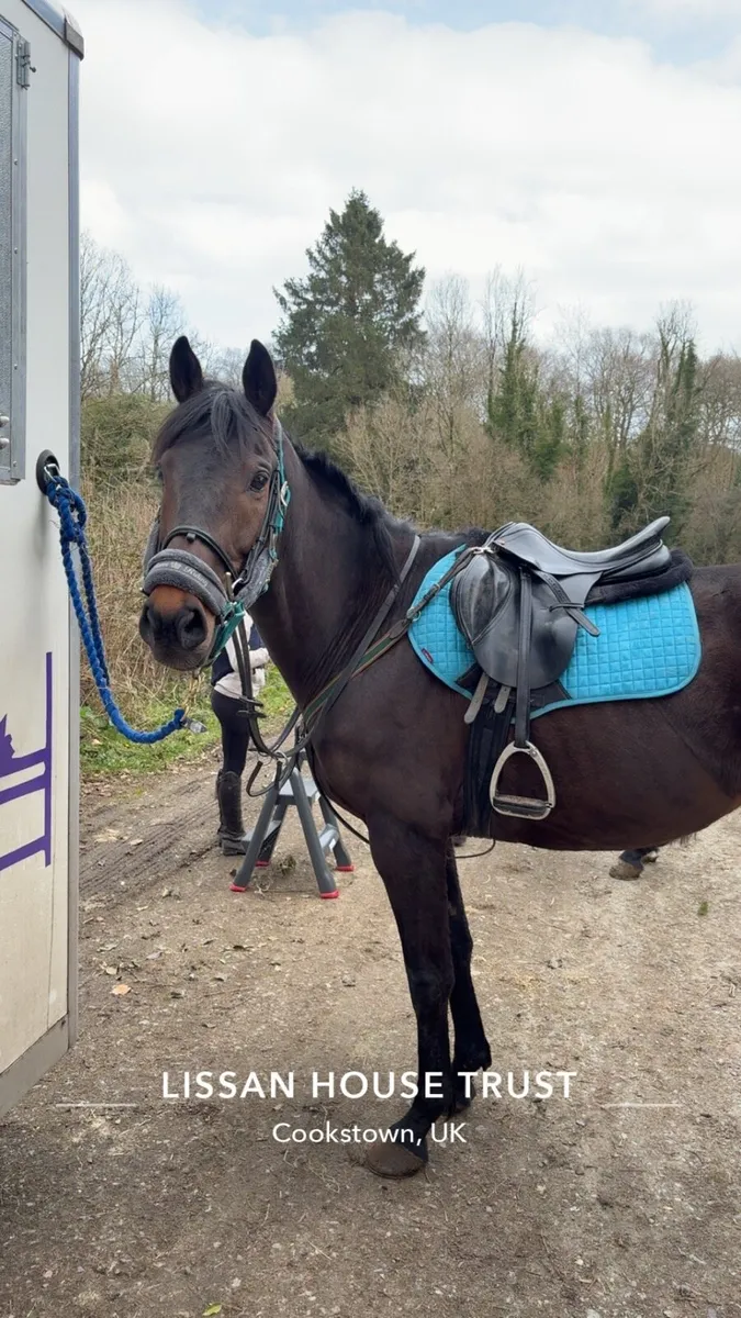16hh 7yr old Gelding - Image 4