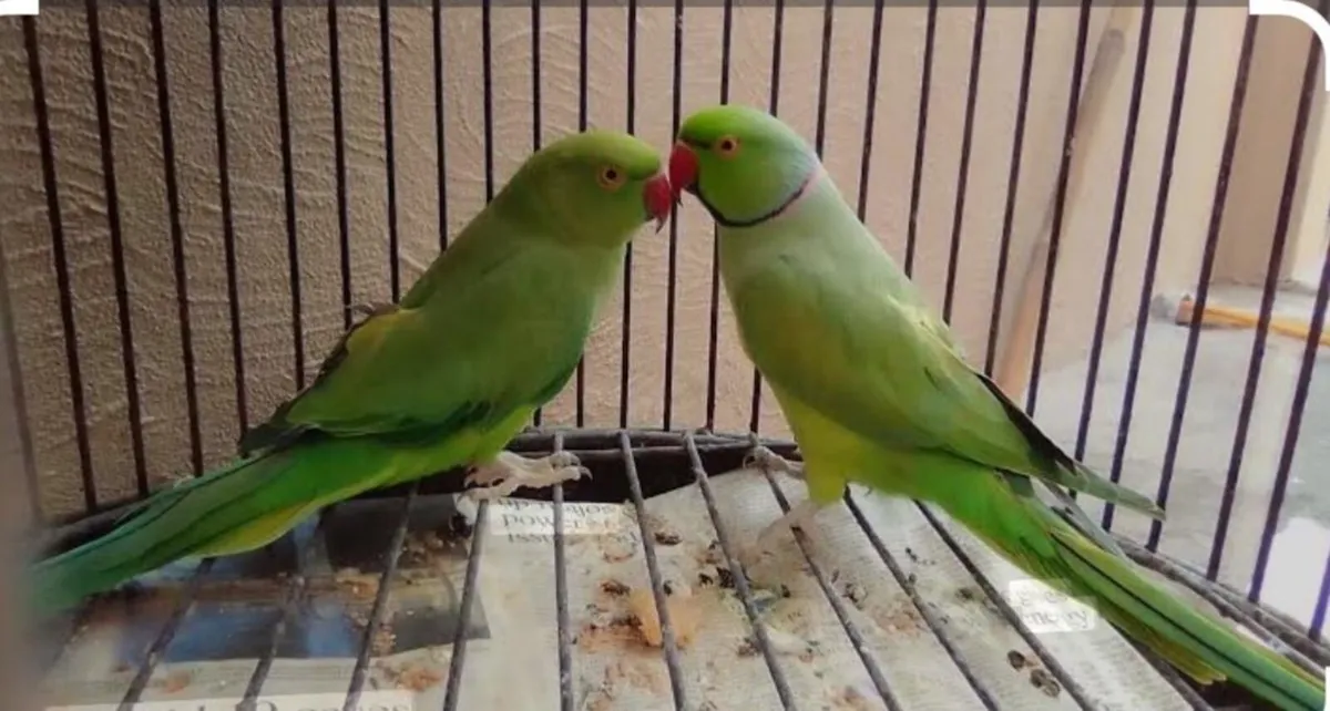 Bonded pair of Indian Ringneck parrots 🦜 - Image 3