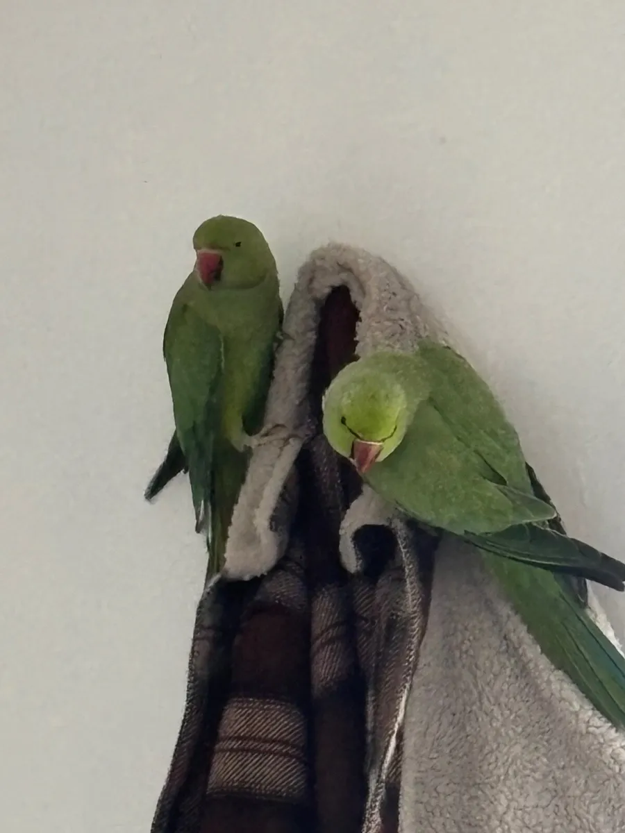 Bonded pair of Indian Ringneck parrots 🦜 - Image 4