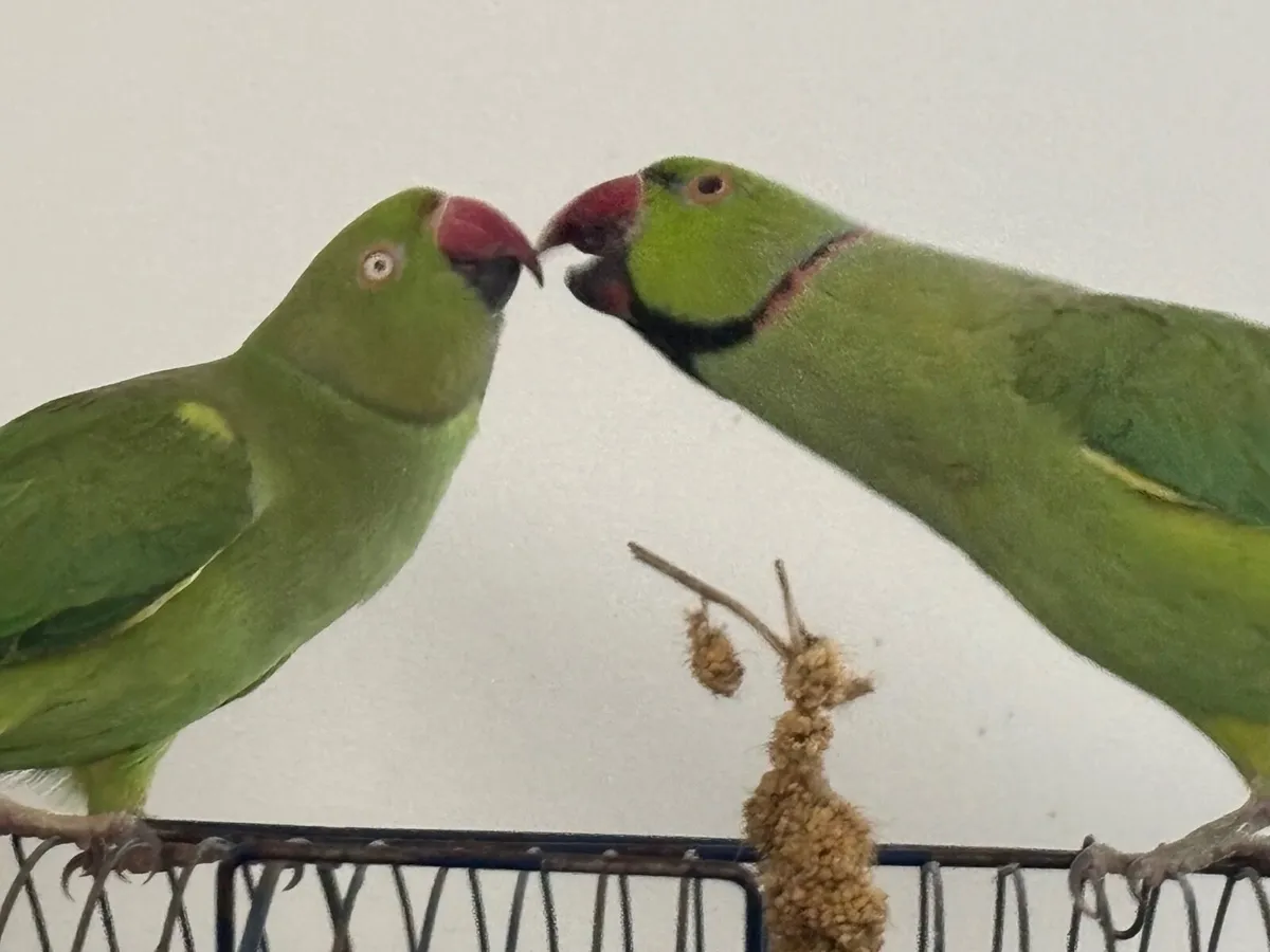 Bonded pair of Indian Ringneck parrots 🦜 - Image 2