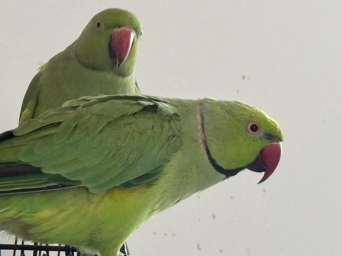 Bonded pair of Indian Ringneck parrots 🦜 - Image 1