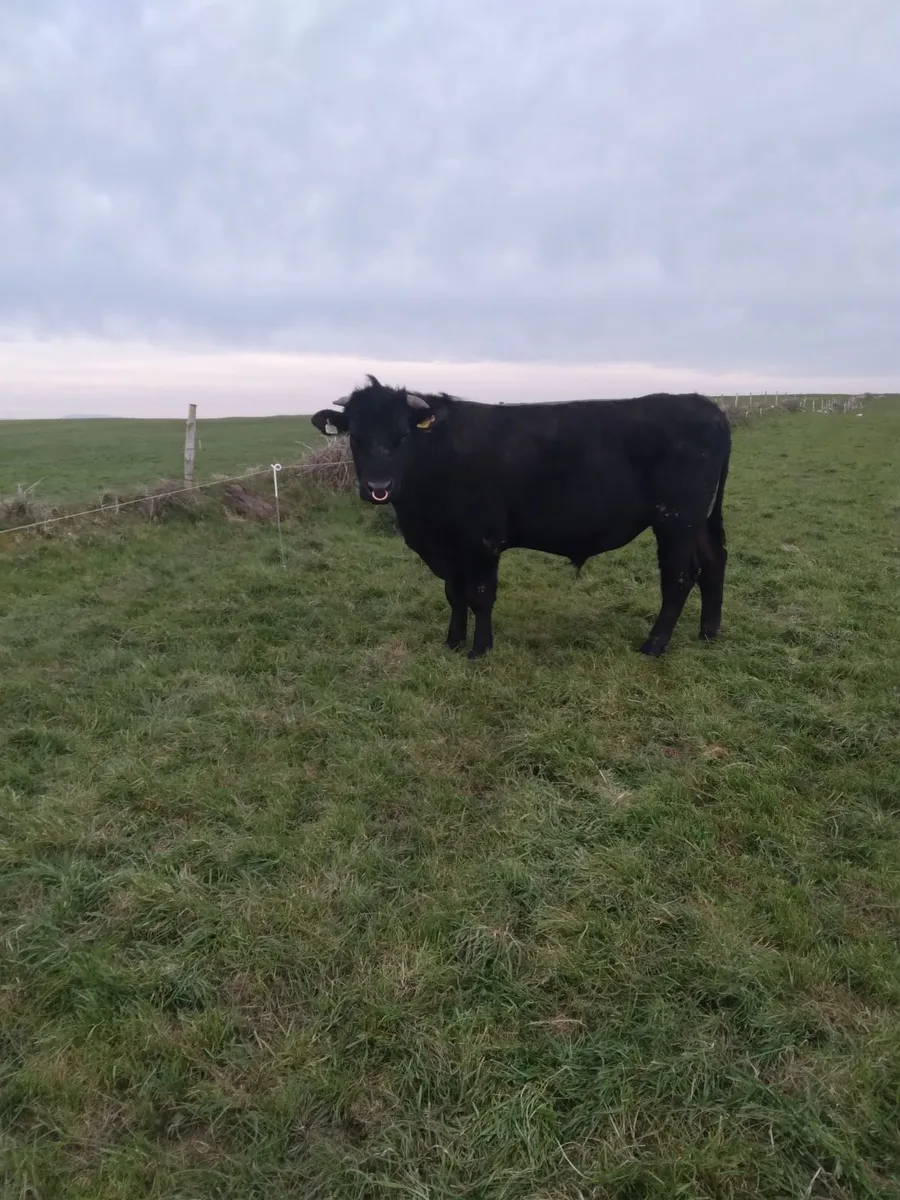 Teaser bull - Image 1