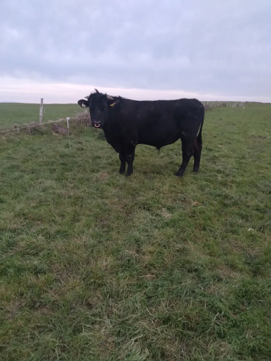 Teaser bull - Image 2